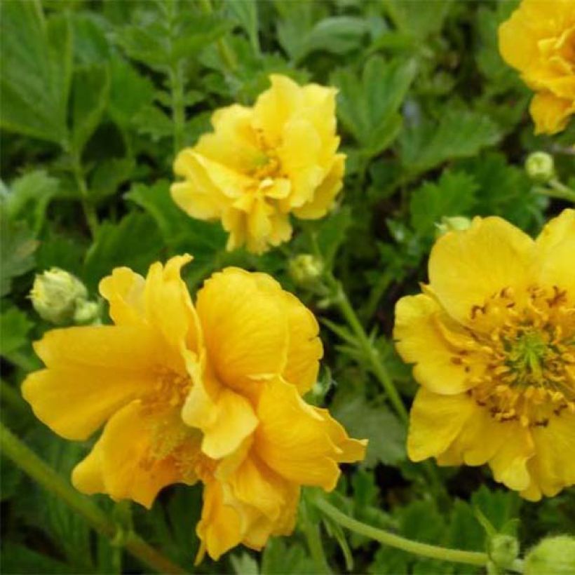 Geum chiloense Lady Stratheden - Chilenische Nelkenwurz (Flowering)