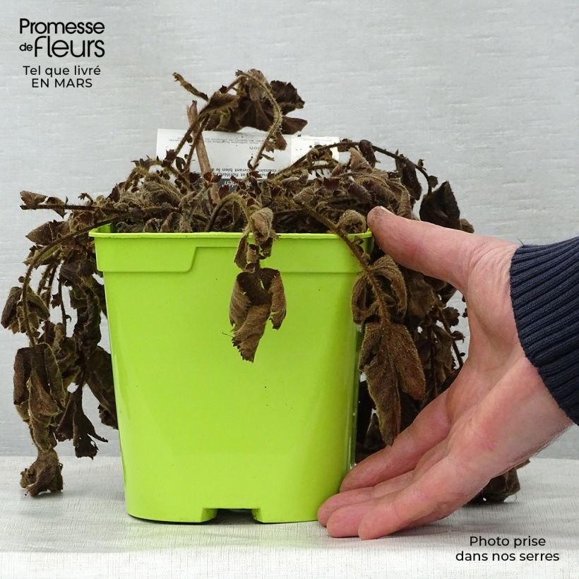 Example of Geum chiloense Lady Stratheden - Chilenische Nelkenwurz Topf mit 2L/3L as you get in printemps