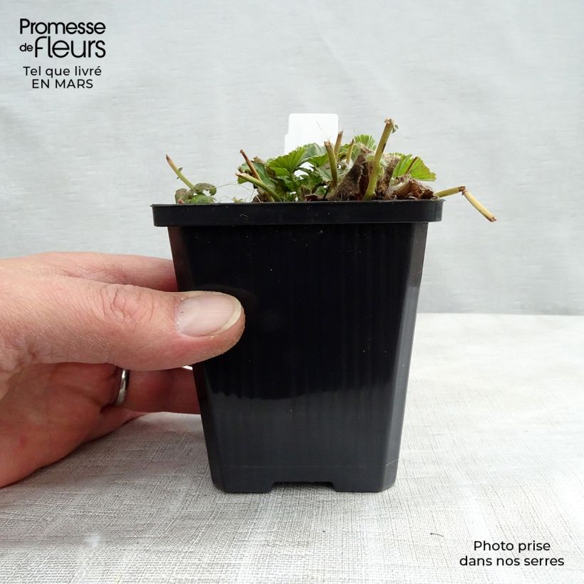 Example of Geum coccineum Borisii - Scharlachrote Nelkenwurz Kleine Töpfe von 8/9 cm as you get in printemps