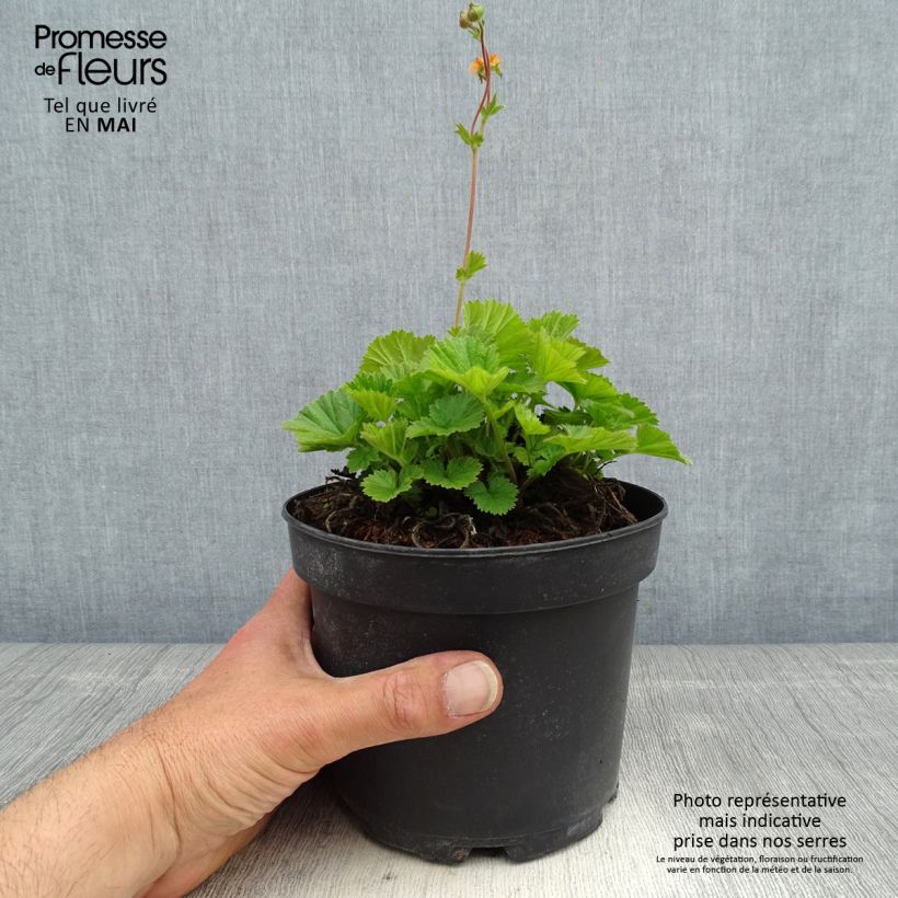 Exemplar von Geum coccineum Borisii - Scharlachrote Nelkenwurz Topf mit 2L/3L wie im Frühjahr geliefert
