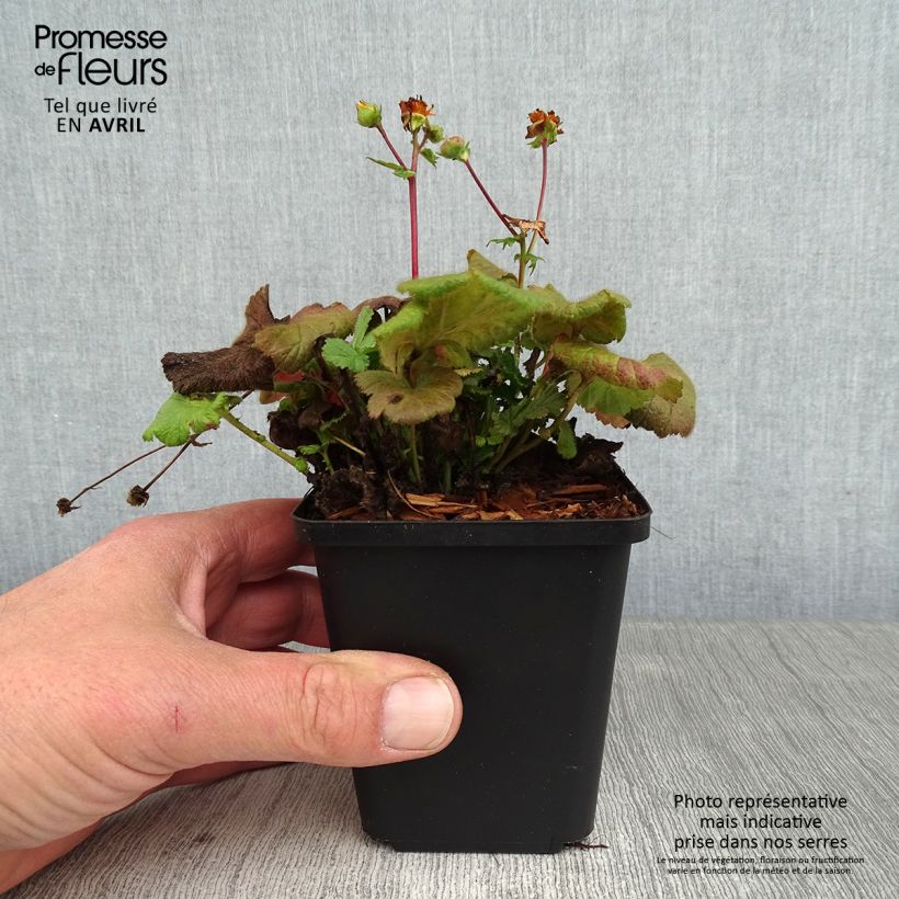 Exemplar von Geum coccineum Koi - Scharlachrote Nelkenwurz Kleine Töpfe von 8/9 cm wie im Frühjahr geliefert