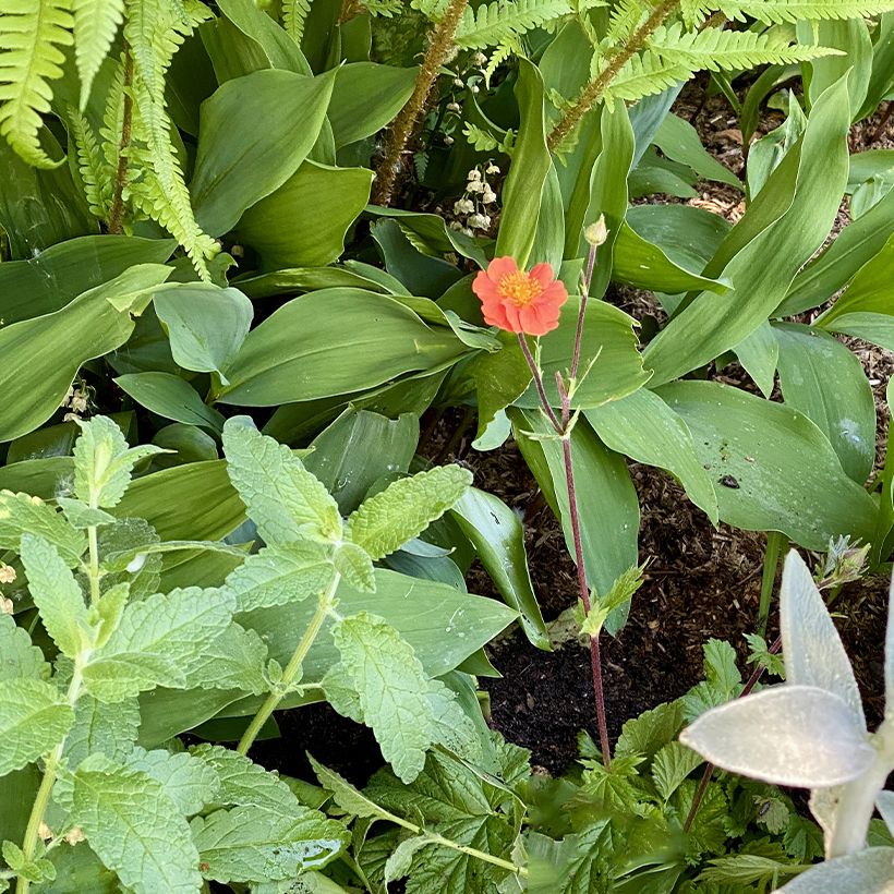 Geum coccineum Koi - Scharlachrote Nelkenwurz (Wuchs)