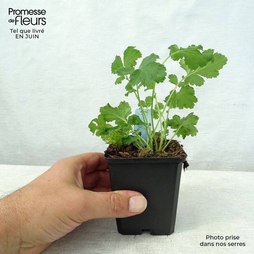 Exemplar von Geum rivale Leonard's Variety - Bach-Nelkenwurz Kleine Töpfe von 7/8 cm wie im Sommer geliefert