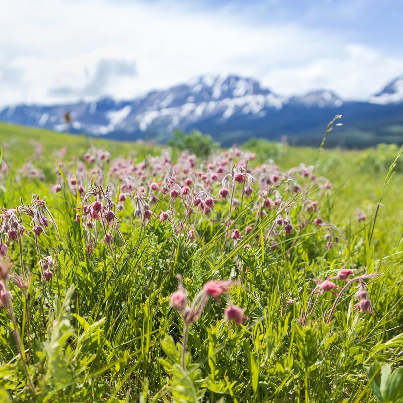 Geum triflorum - Dreiblütige Nelkenwurz (Wuchs)