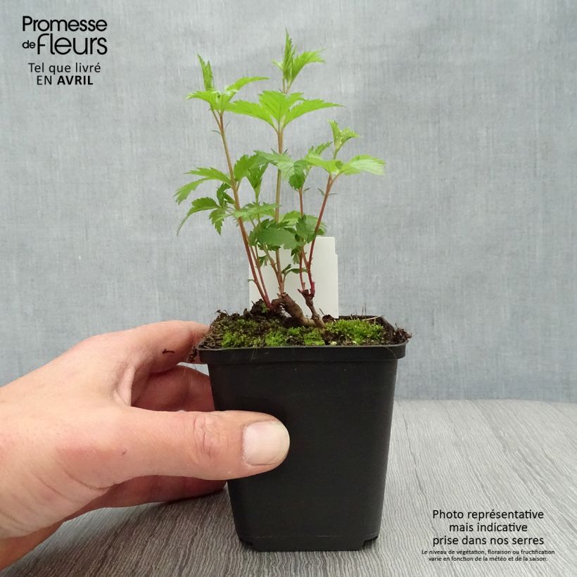 Example of Gillenia trifoliata - Nördliche Dreiblattspiere Kleine Töpfe von 8/9 cm as you get in printemps