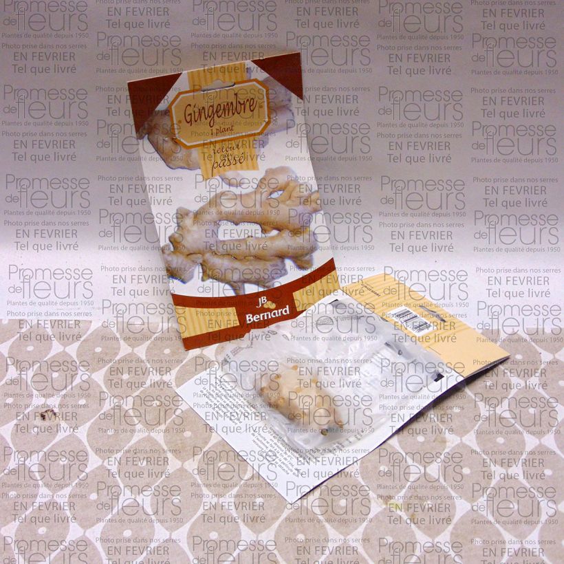 Beispiel eines Exemplars von Ingwer - Zingiber officinale Wurzelnackt wie geliefert