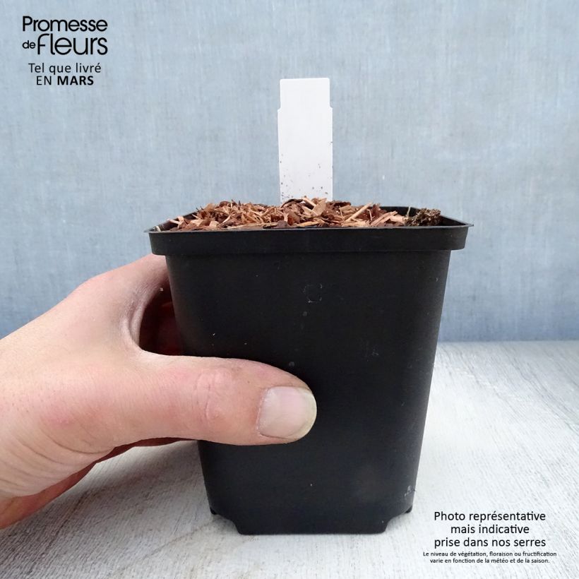 Exemplar von Japanischer Ingwer - Zingiber mioga Kleine Töpfe von 8/9 cm wie im Frühjahr geliefert