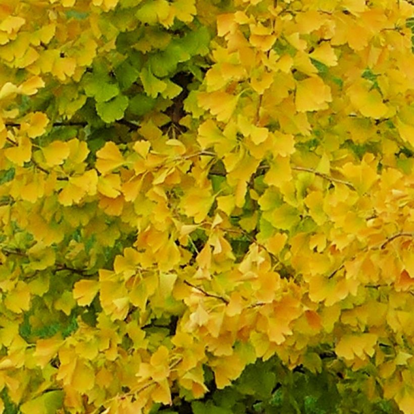 Ginkgo biloba fastigiata Gold Flame - Fächerblattbaum (Foliage)