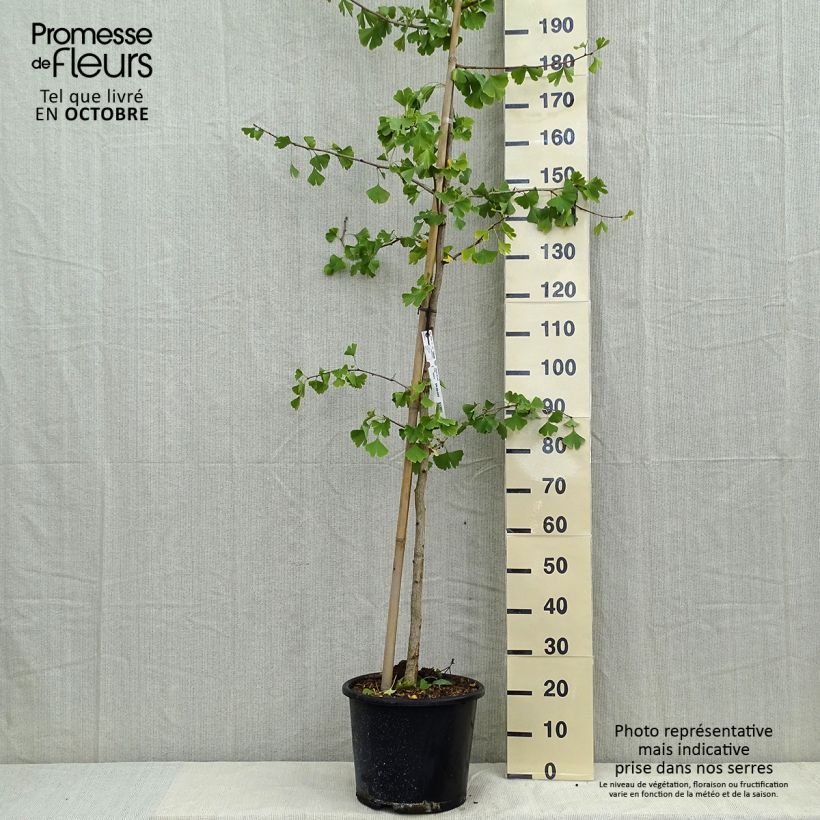 Exemplar von Ginkgo biloba - Fächerblattbaum Topf mit 6L/7L wie im Herbst geliefert