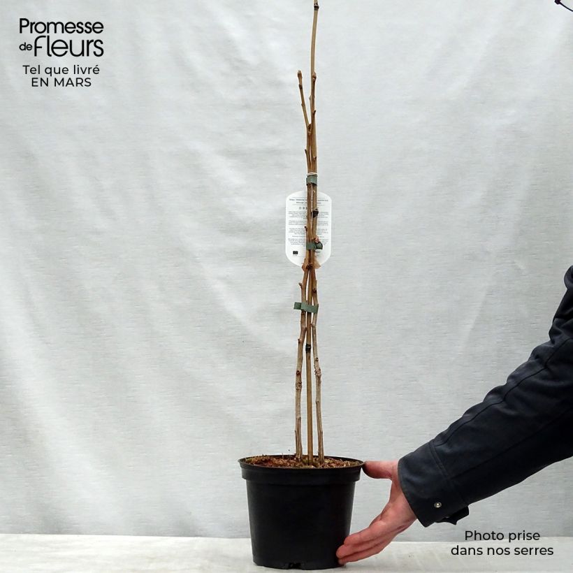 Example of Ginkgo biloba - Fächerblattbaum Topf mit 2L/3L as you get in printemps