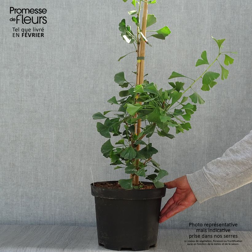 Exemplar von Ginkgo biloba Autumn Gold - Fächerblattbaum Topf mit 6L/7L wie im Herbst geliefert