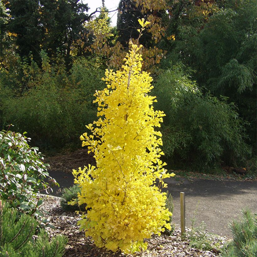 Ginkgo biloba Blagon - Fächerblattbaum (Wuchs)