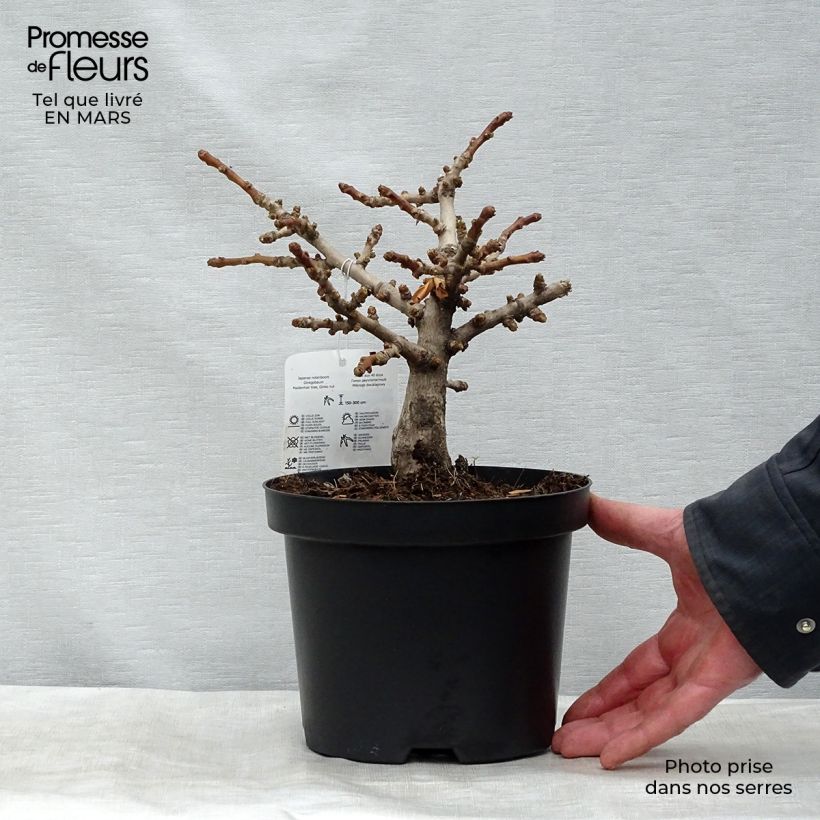 Exemplar von Ginkgo biloba Mariken - Fächerblattbaum Topf mit 2L/3L, Strauch wie im Frühjahr geliefert