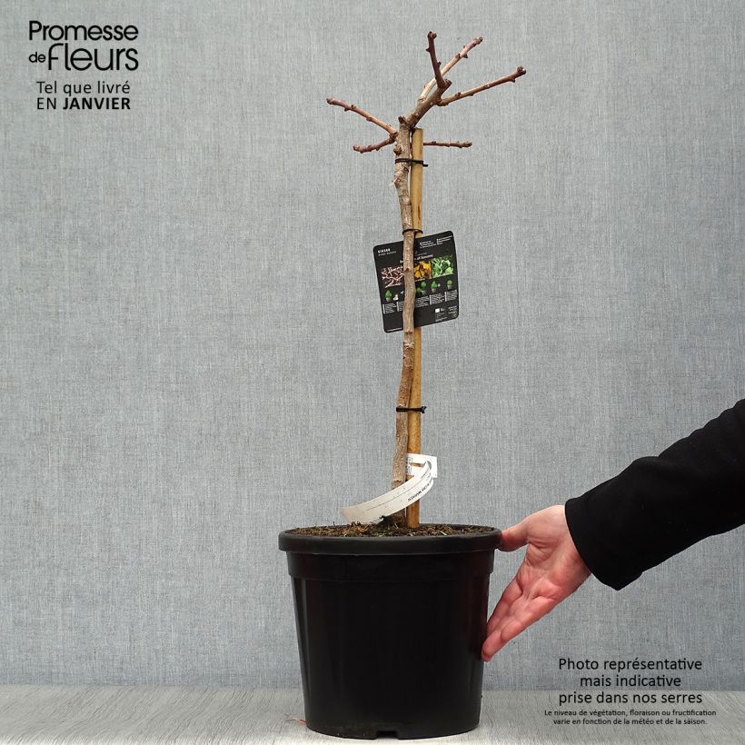 Exemplar von Ginkgo biloba Mariken - Fächerblattbaum Topf mit 7,5L/10L, Stamm wie im Winter geliefert