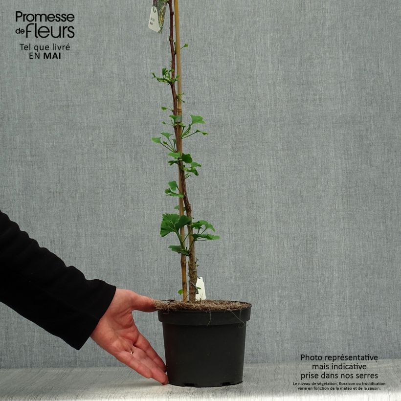 Exemplar von Ginkgo biloba Menhir - Fächerblattbaum Topf mit 2L/3L wie im Frühjahr geliefert