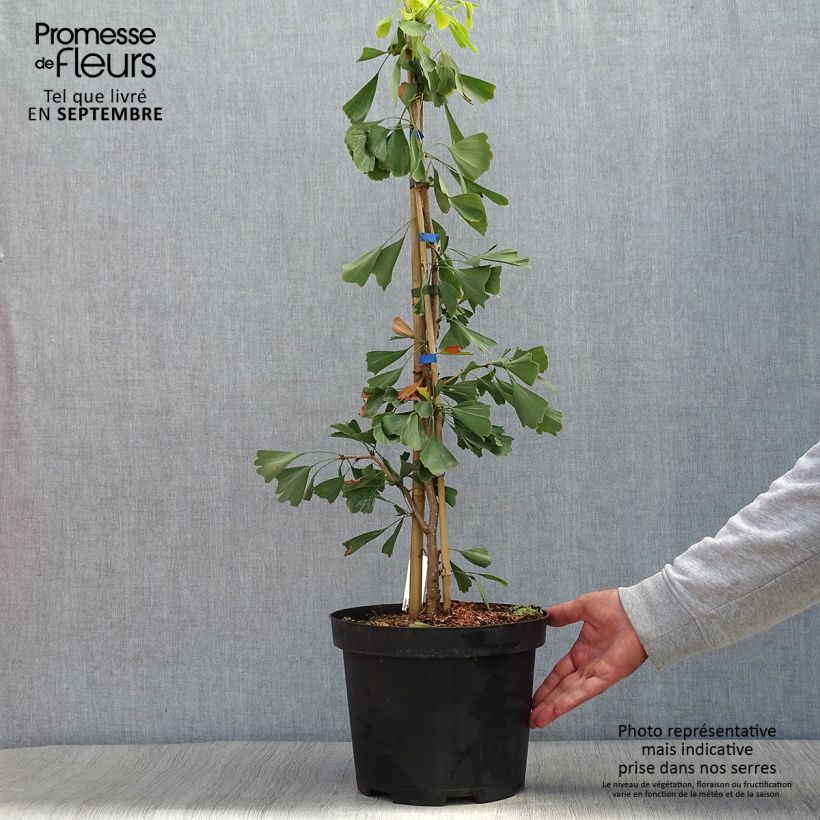 Exemplar von Ginkgo biloba Saratoga - Fächerblattbaum Topf mit 6L/7L wie im Herbst geliefert