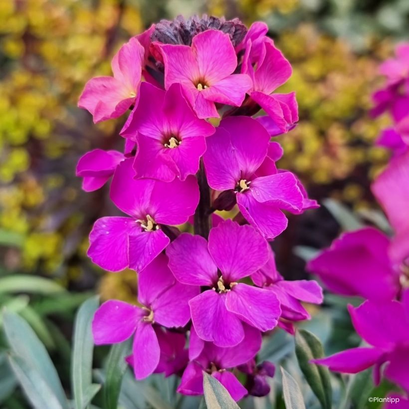 Giroflée vivace - Erysimum Colour Vibe Purple (Blüte)