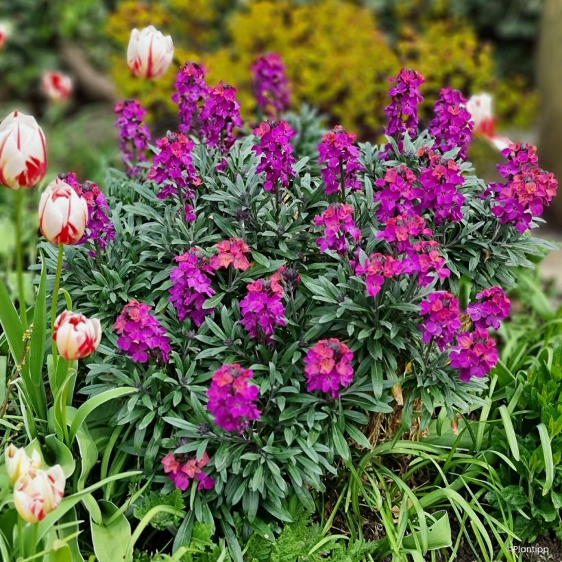 Giroflée vivace - Erysimum Colour Vibe Purple (Wuchs)