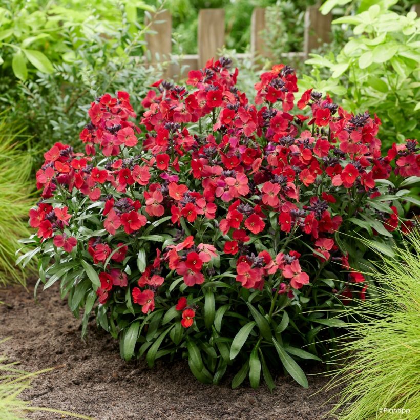 Giroflée vivace - Erysimum Colour Vibe Red (Wuchs)