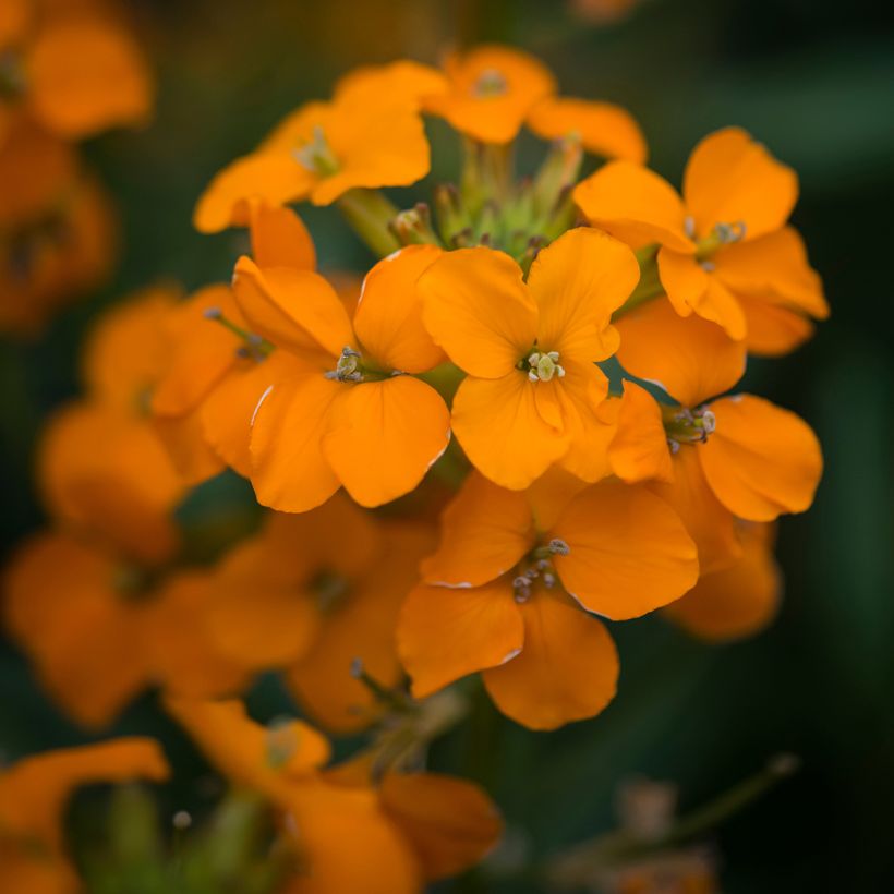 Garten-Goldlack Apricot Twist - Erysimum (Blüte)