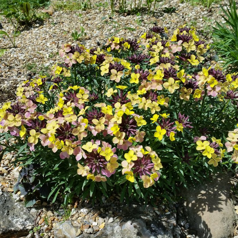 Garten-Goldlack John Codrington - Erysimum (Wuchs)