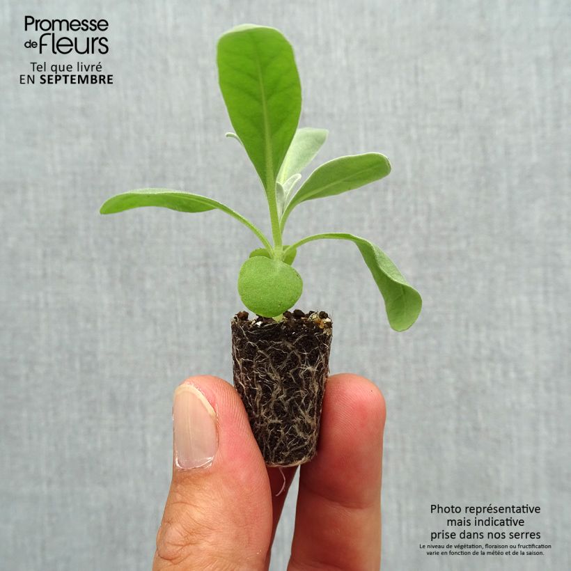 Exemplar von Levkoje Heritage White - Matthiola incana Mini-Plug Ø 1,5/2,5 cm wie im Herbst geliefert