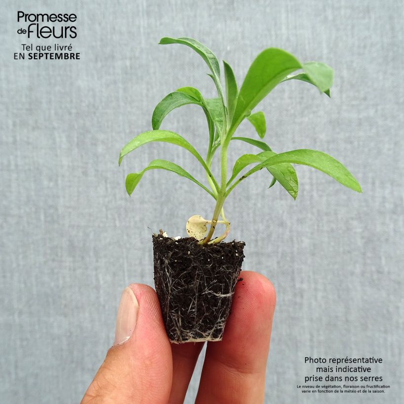 Exemplar von Garten-Goldlack Bedder Scarlet - Erysimum Mini-Plug Ø 3/4 cm wie im Herbst geliefert