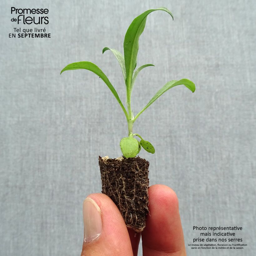 Exemplar von Garten-Goldlack Bedder Vulcan brune - Erysimum Mini-Plug Ø 1,5/2,5 cm wie im Herbst geliefert