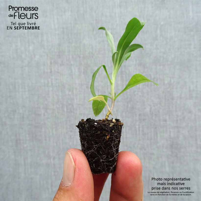 Exemplar von Garten-Goldlack Cloth of Gold - Erysimum Mini-Plug Ø 3/4 cm wie im Herbst geliefert