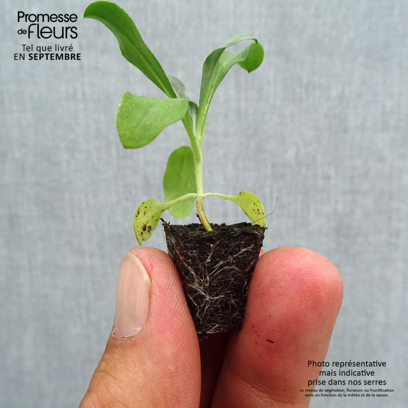 Exemplar von Garten-Goldlack Gold Cup - Erysimum suffruticosum Mini-Plug Ø 1,5/2,5 cm wie im Herbst geliefert