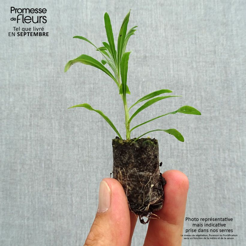 Exemplar von Garten-Goldlack Poem Lavender - Erysimum Mini-Plug Ø 3/4 cm wie im Herbst geliefert