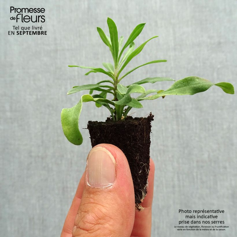 Exemplar von Garten-Goldlack RYSI Moon improved - Erysimum Mini-Plug Ø 3/4 cm wie im Herbst geliefert