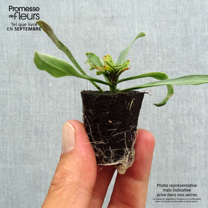 Exemplar von Garten-Goldlack WINTER Charm - Erysimum Mini-Plug Ø 3/4 cm wie im Herbst geliefert