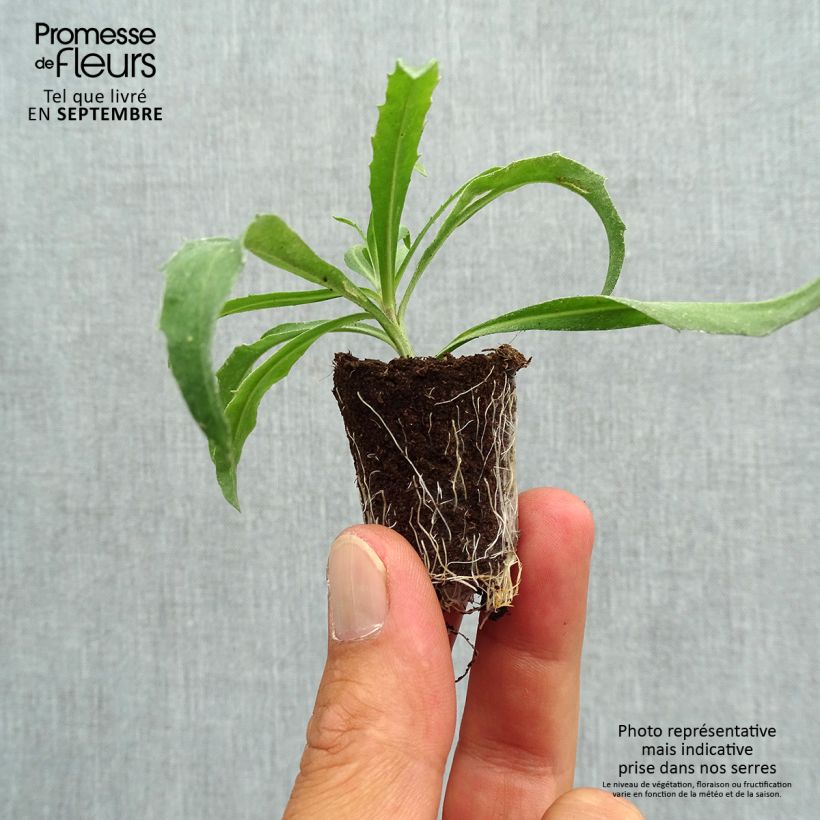 Exemplar von Garten-Goldlack Winter Orchid - Erysimum Mini-Plug Ø 3/4 cm wie im Herbst geliefert