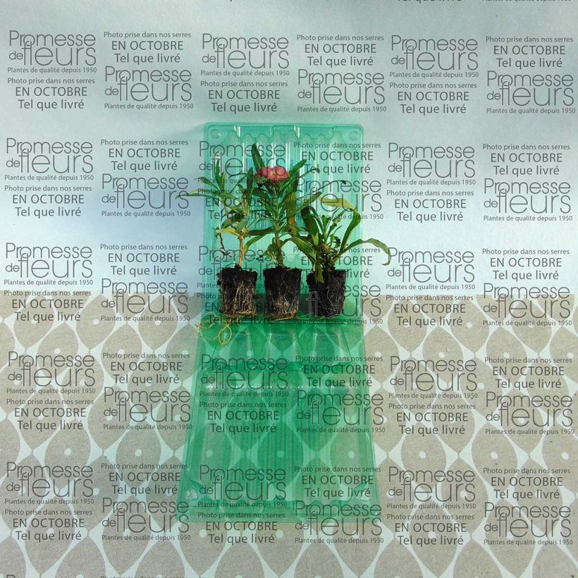 Beispiel eines Exemplars von Garten-Goldlack Winter Party - Erysimum Mini-Plug Ø 3/4 cm wie geliefert