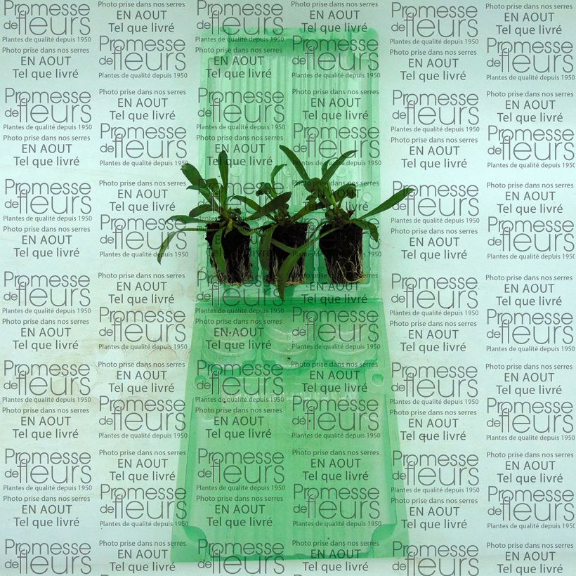 Beispiel eines Exemplars von Garten-Goldlack Winter Romance - Erysimum Mini-Plug Ø 3/4 cm wie geliefert