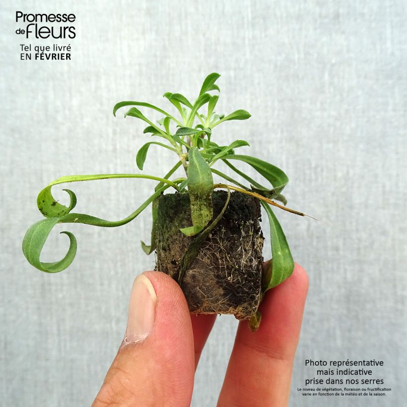 Exemplar von Garten-Goldlack Artist Gogh's Gold - Erysimum Mini-Plug Ø 1,5/2,5 cm wie im Herbst geliefert