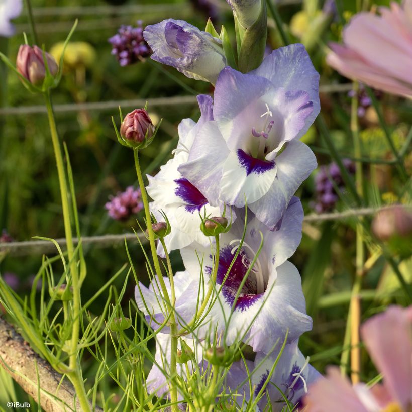 Großblütige Gladiole Vista- Gladiolus (Flowering)