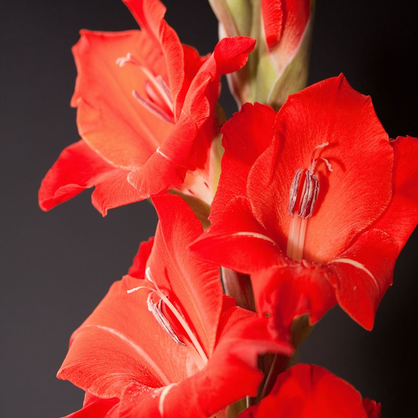 Kleinblütige Gladiole Gladdies Peter - Gladiolus (Blüte)