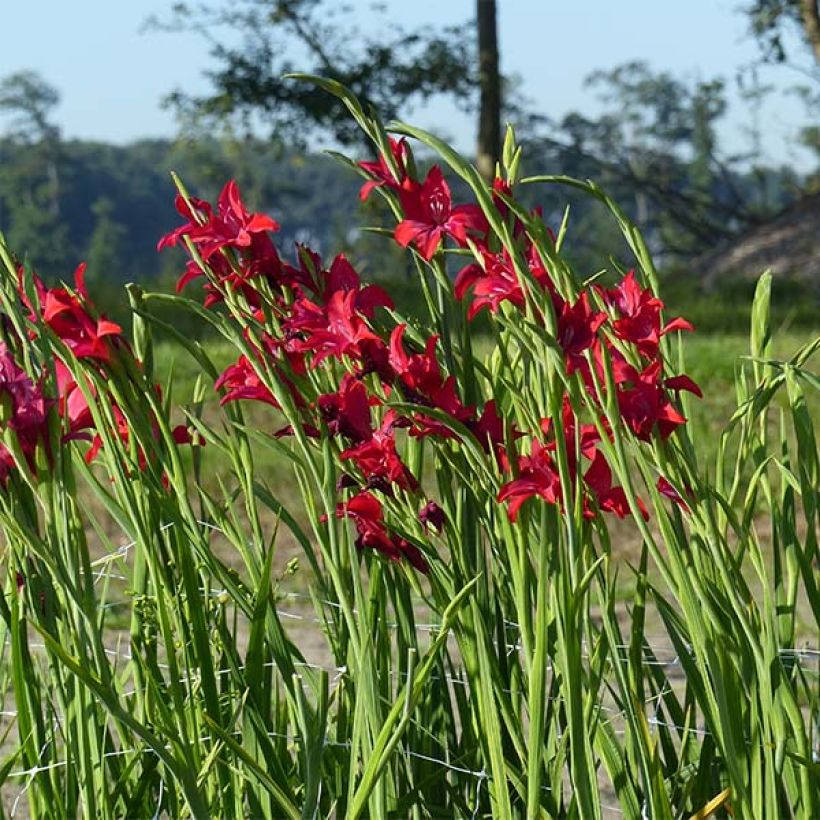 Gladiolus colvillei Robinetta - Zwerg-Gladiole (Wuchs)