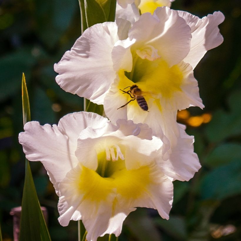 Großblütige Gladiole Break of Dawn - Gladiolus (Blüte)