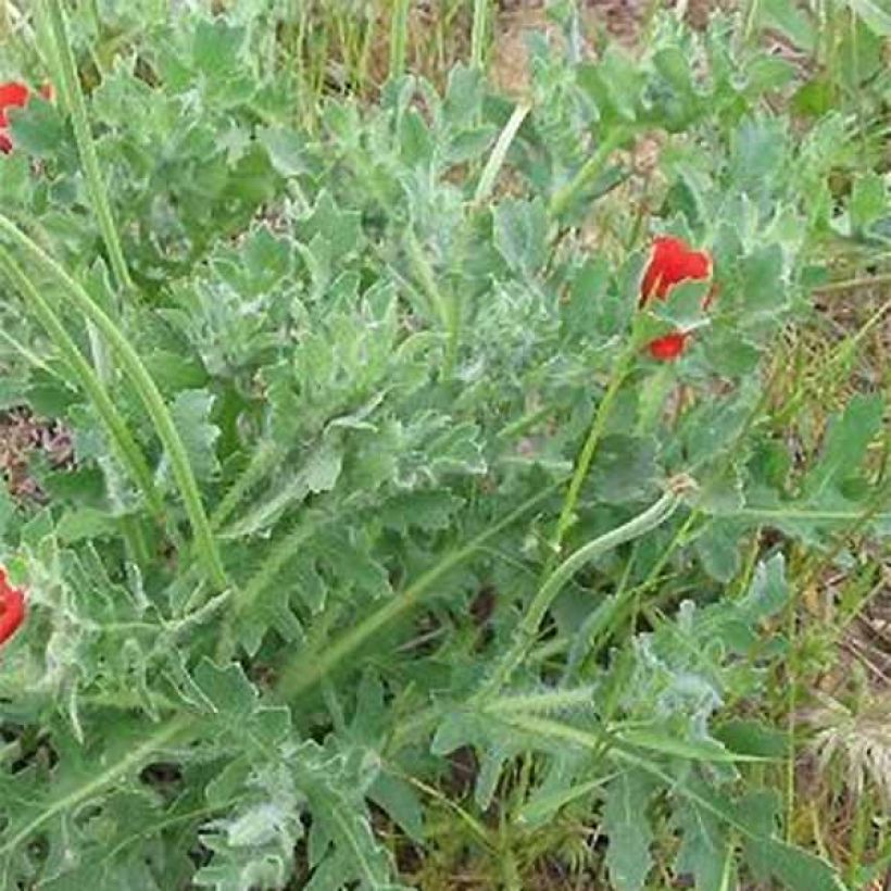 Glaucium corniculatum - Roter Hornmohn (Laub)