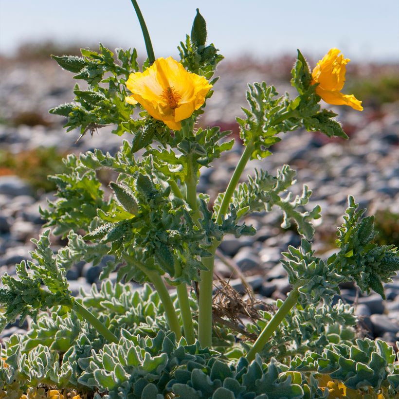 Glaucium flavum - Gelber Hornmohn (Wuchs)