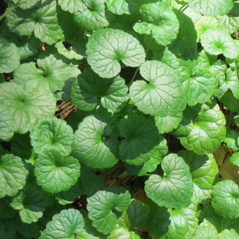 Glechoma hederacea - Gundermann (Foliage)