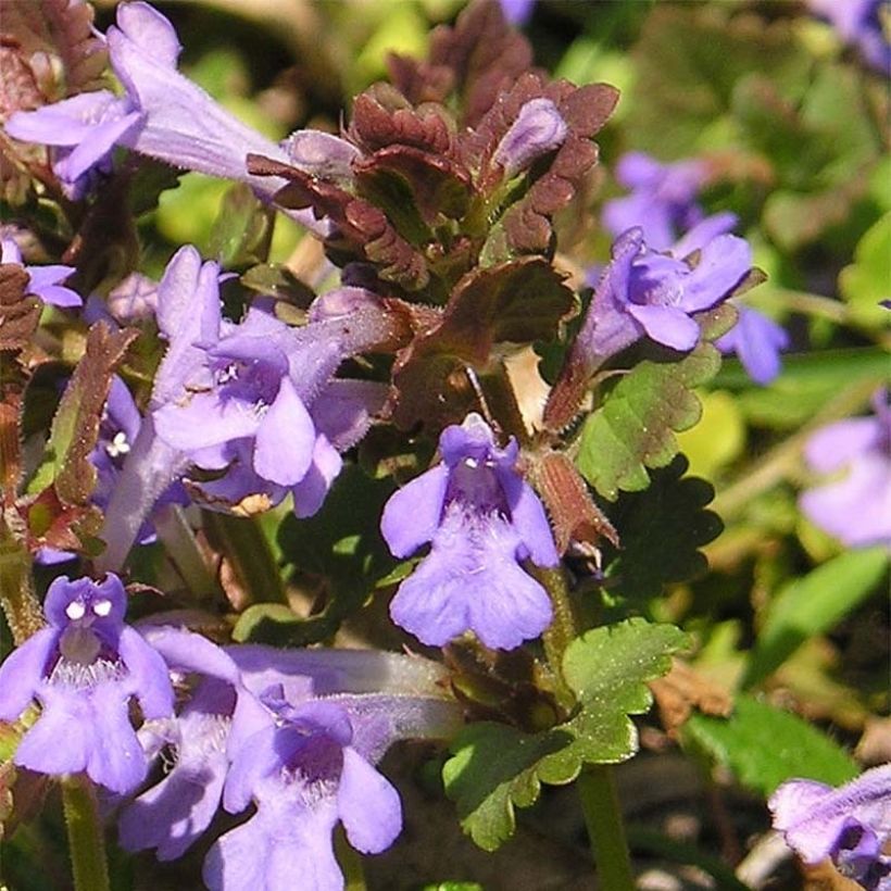 Glechoma hederacea - Gundermann (Flowering)