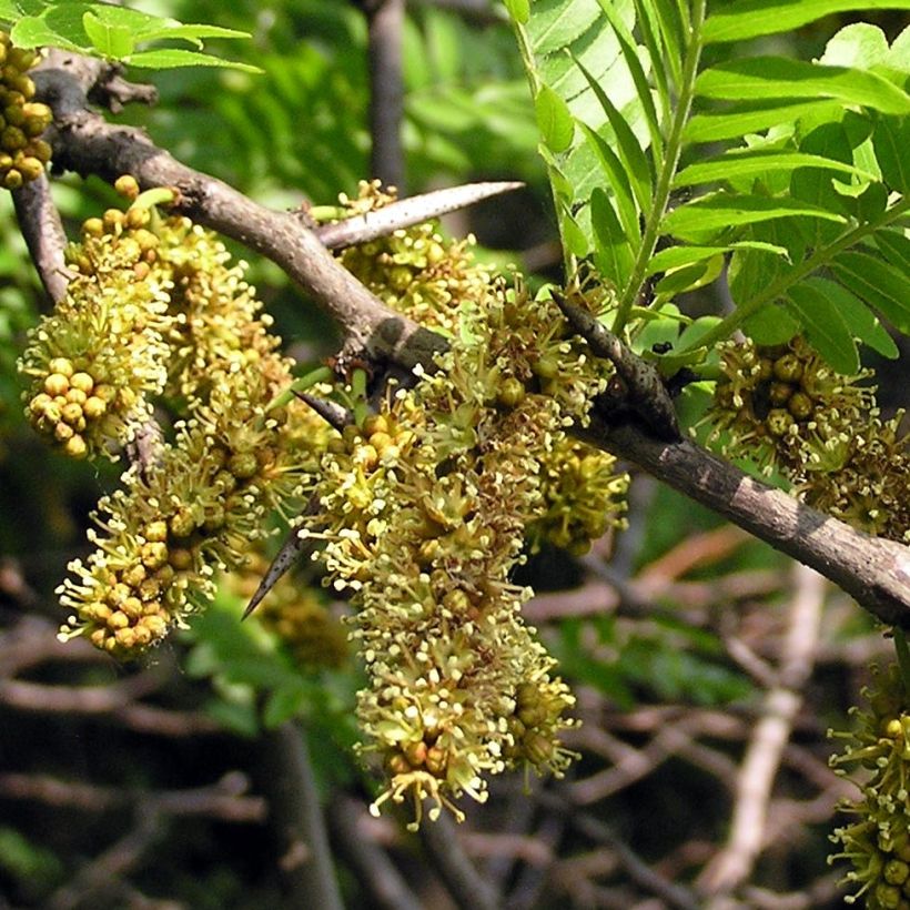 Gleditsia triacanthos - Gleditschie (Flowering)
