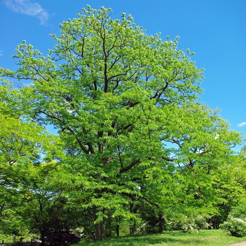 Gleditsia triacanthos - Gleditschie (Plant habit)