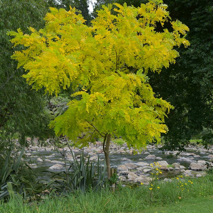 Gleditsia triacanthos Elegantissima - Gleditschie (Wuchs)