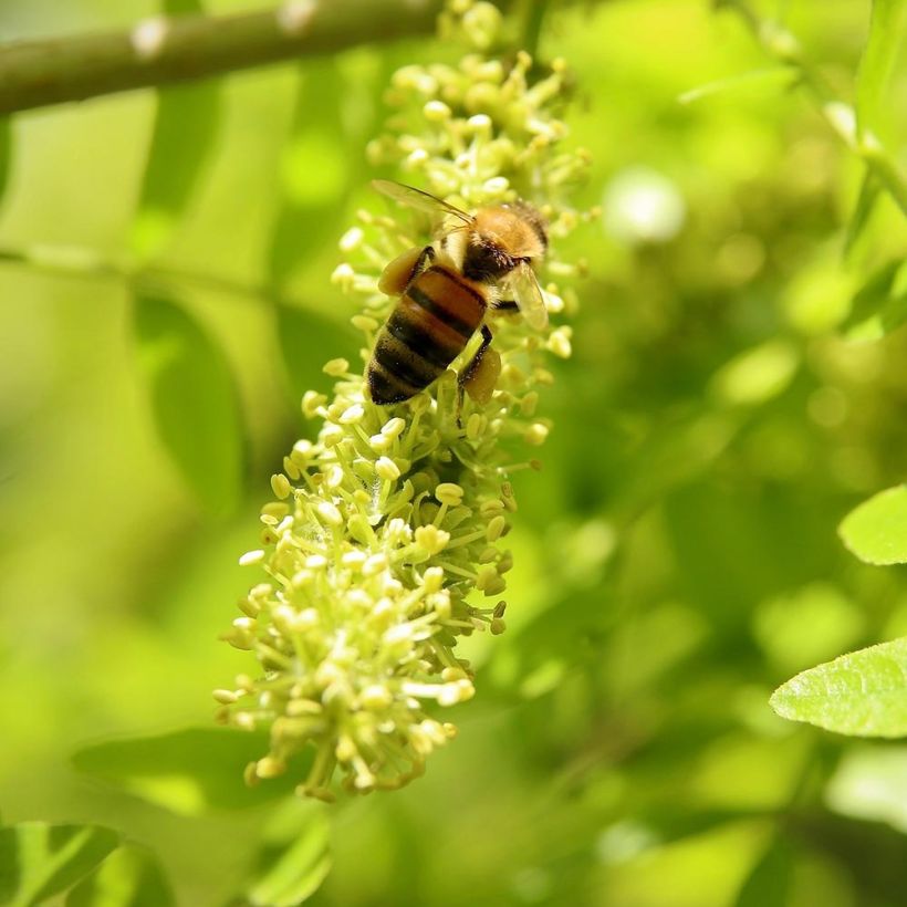 Gleditsia triacanthos f.inermis Shademaster - Gleditschie (Flowering)