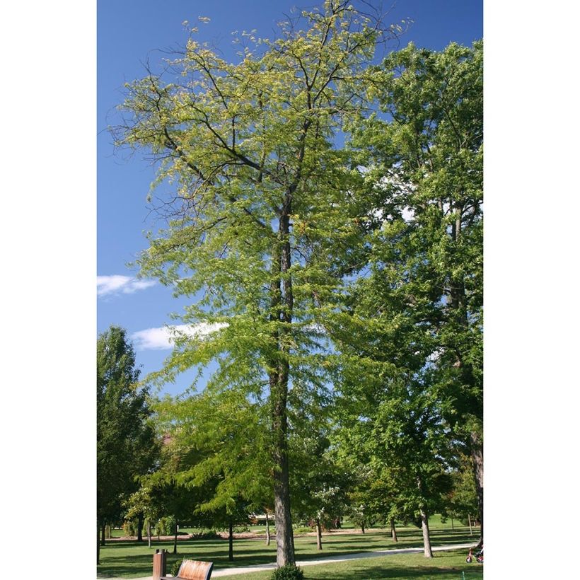Gleditsia triacanthos f.inermis Skyline - Gleditschie (Wuchs)
